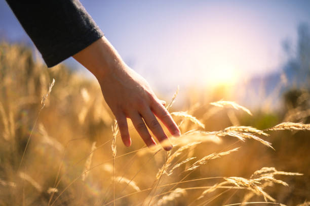 istock A woman's hand in grass during sunset 1223987210