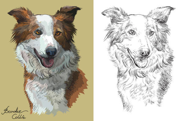 Colorful and monochrome hand drawing vector portrait of Border collie red color Colored Border collie portrait on beige background and black color on white background vector hand drawing illustration border collie drawing stock illustrations