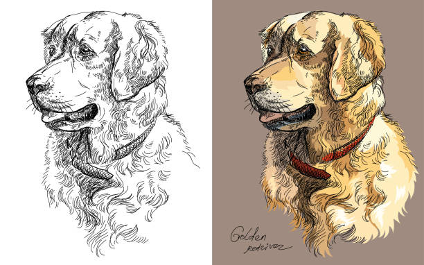 Vector Golden retriever in color and black and white Vector Portraits of black and white and colorful on brown background dog Golden retriever hand drawing Illustration retriever stock illustrations