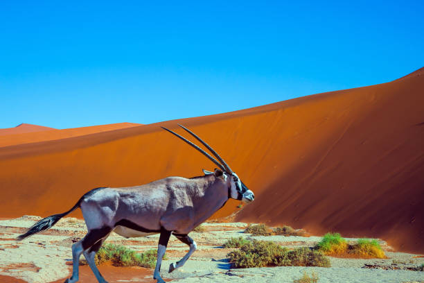 istock The Antelope Oryx, dry lake Sussussflay 1223988607