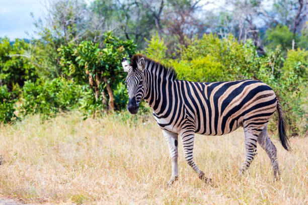 istock Animals live freely in the savannah 1223988615