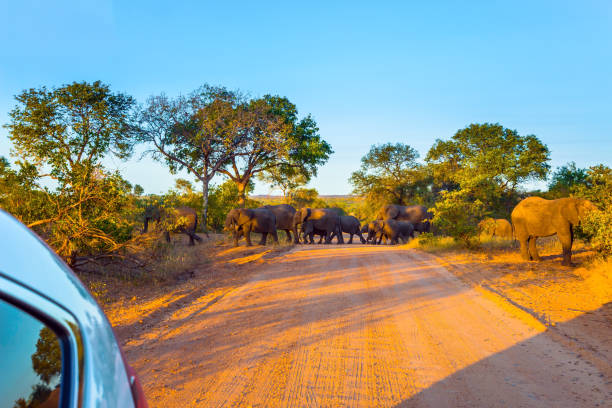 istock Elephants crosses the road 1223988633