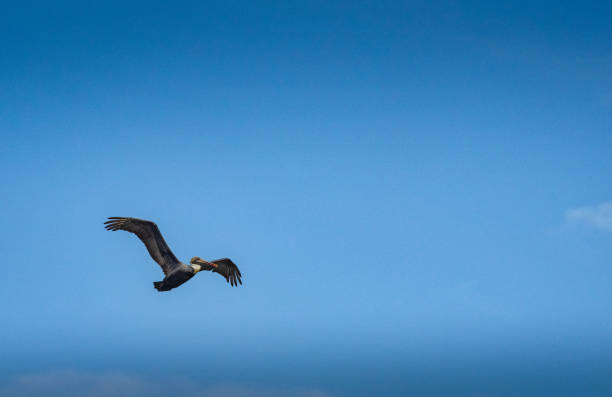 istock Pelincan flying in a blue sky 1223988882