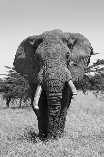 African Elephant on the Masai Mara, Kenya, Africa