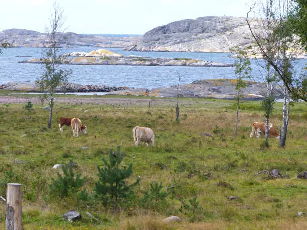 Cows and landscapes in the Koster, Sydkoster and Nordkoster islands. Archipielago of Kosterhavets Nationalpark. Stromstad. Bohuslan. Sweden.