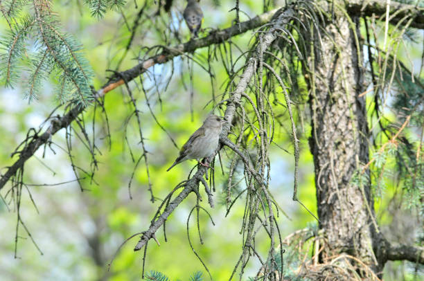 ヨーロッパのグリーンフィンチ、またはちょうどグリーンフィンチ(カルデュエリスクロリス)は、フィンチファミリーフリンギリダエの小さな通行人の鳥です。 - photography branch tree day ストックフォトと画像