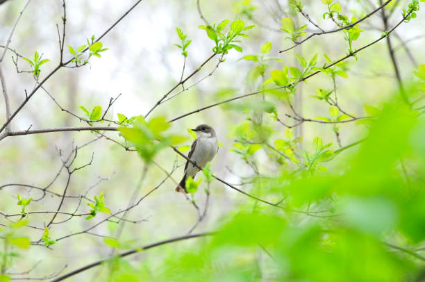 istock Spring landscape. A little gray bird flycatcher sits on a branch. 1223990455