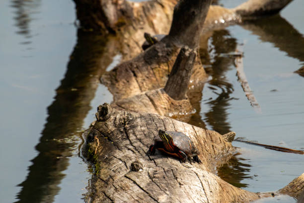 istock Midland Painted Turtle (Chrysemys picta marginata) Basking on a Log Surrounded by Lily Pads - Pinery Provincial Park, Ontario, Canada 1223990480
