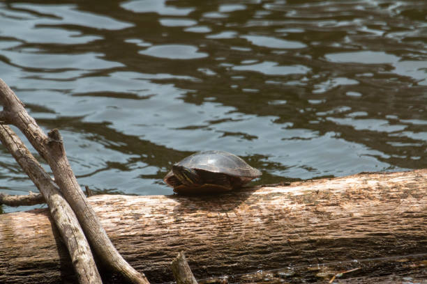 istock Midland Painted Turtle (Chrysemys picta marginata) Basking on a Log Surrounded by Lily Pads - Pinery Provincial Park, Ontario, Canada 1223990481