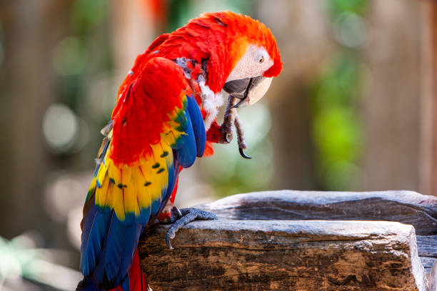 istock Long-tailed colorful macaw parrot 1223990605