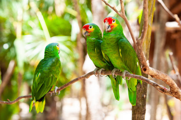 istock Couple of green parrots sitting in a tropical forest 1223990607