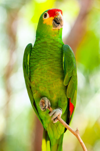 istock Green  parrot sitting in a tropical forest 1223990609
