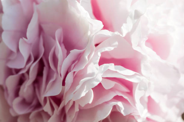 istock Peonies in full bloom in the park 1223991354