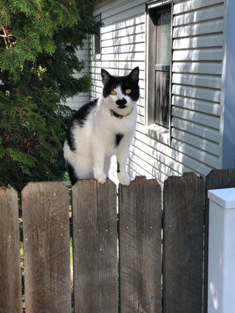 cute black and white sitting on a fence - kitten cats animals and pets formal garden imagens e fotografias de stock