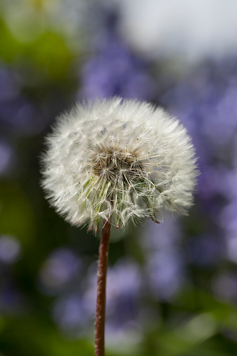 Dandelion seed head in spring, England, United Kingdom