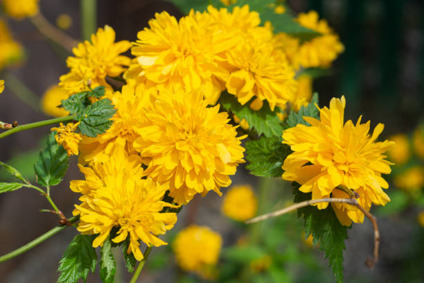 istock Spring sun shines on beautiful yellow flowers 1223992844