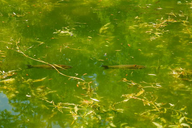 istock Two fish swim in the pond one after another 1223992906