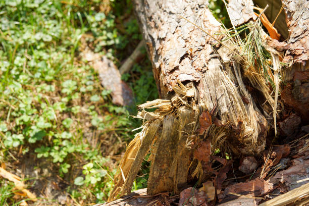 istock the old tree is broken, fallen and lying on the green grass 1223993272