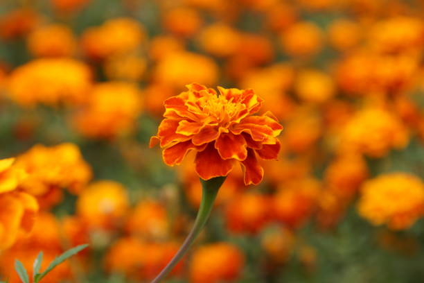 istock Marigolds in the flowerbed bloomed beautifully 1223993322