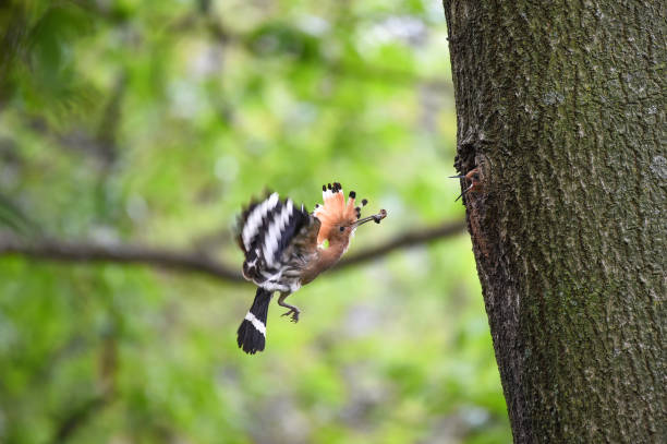 hoopoe che nutre i pulcini - hoopoe bird feeding young animal foto e immagini stock