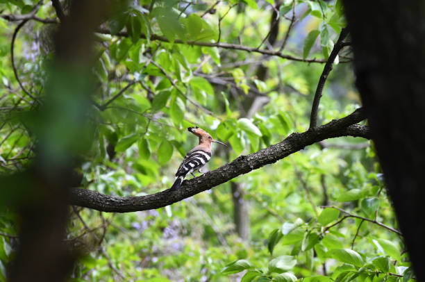 hoopoe che nutre i pulcini - hoopoe bird feeding young animal foto e immagini stock