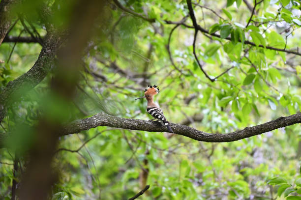 hoopoe che nutre i pulcini - hoopoe bird feeding young animal foto e immagini stock