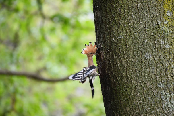 hoopoe che nutre i pulcini - hoopoe bird feeding young animal foto e immagini stock