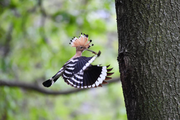 hoopoe che nutre i pulcini - hoopoe bird feeding young animal foto e immagini stock