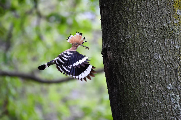 hoopoe che nutre i pulcini - hoopoe bird feeding young animal foto e immagini stock