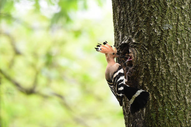 hoopoe che nutre i pulcini - hoopoe bird feeding young animal foto e immagini stock