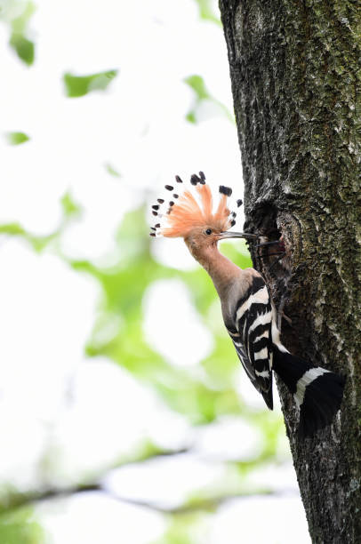 hoopoe che nutre i pulcini - hoopoe bird feeding young animal foto e immagini stock