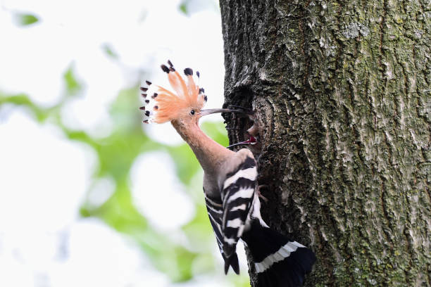 hoopoe che nutre i pulcini - hoopoe bird feeding young animal foto e immagini stock