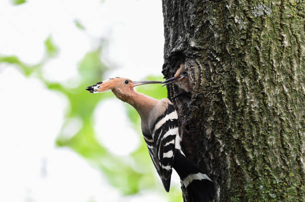 hoopoe che nutre i pulcini - hoopoe bird feeding young animal foto e immagini stock