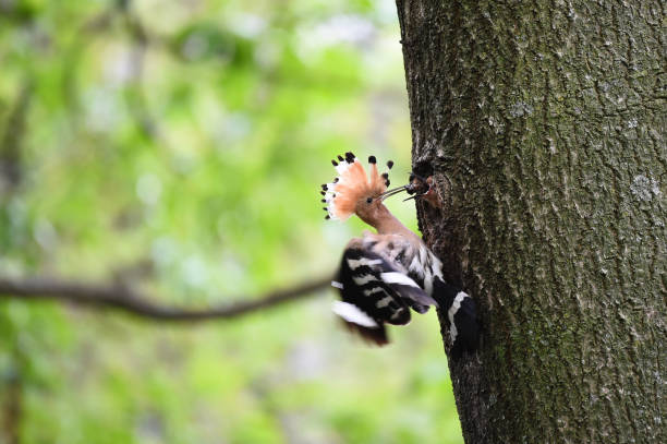 hoopoe che nutre i pulcini - hoopoe bird feeding young animal foto e immagini stock