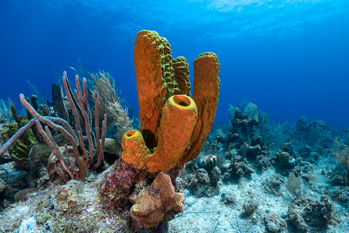 View of the Caribbean coral reef with the yellow tube sponge in Grand Cayman - Cayman Islands