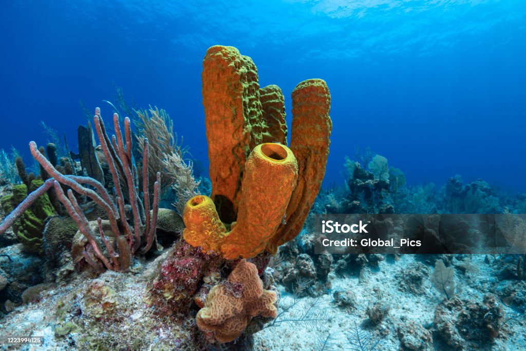 Caribbean coral reef View of the Caribbean coral reef with the yellow tube sponge in Grand Cayman - Cayman Islands Sponge - Aquatic Animal Stock Photo