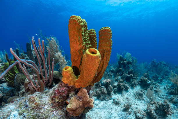 Caribbean coral reef stock photo