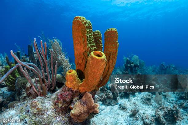Caribbean Coral Reef Stock Photo - Download Image Now - Sponge - Aquatic Animal, Sea, Tube Sponge