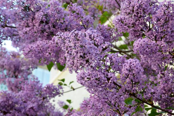istock lilac flowers in the garden 1223994315