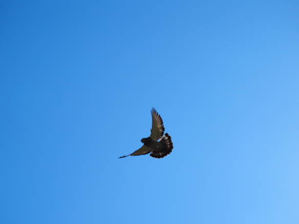 istock Pigeon in the sky 1223994372
