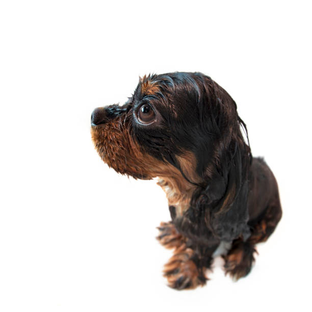 istock Wet Marmaduke fisheye 1223994702