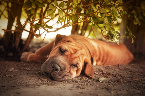 In the shade Out of the sun, a Shar pei tries to rest in the shade of a hedge. Retro style processing. mini shar pei puppies stock pictures, royalty-free photos & images