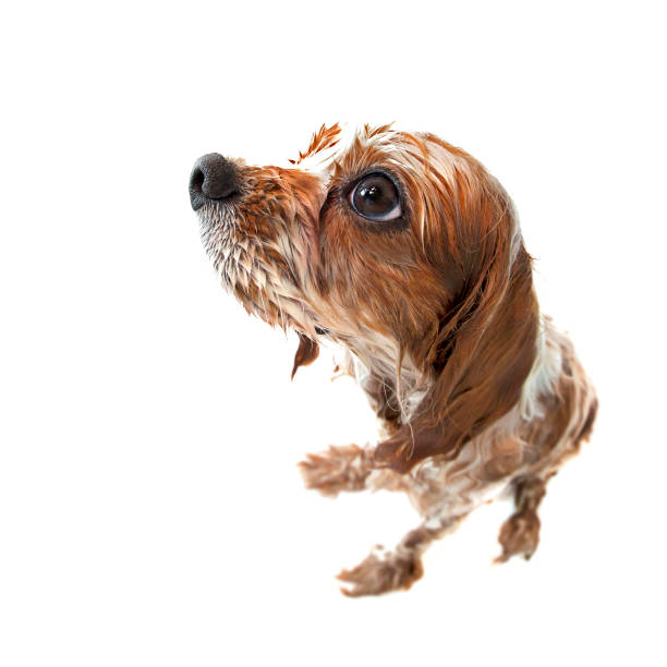 istock Fisheye wet Archie 1223994725
