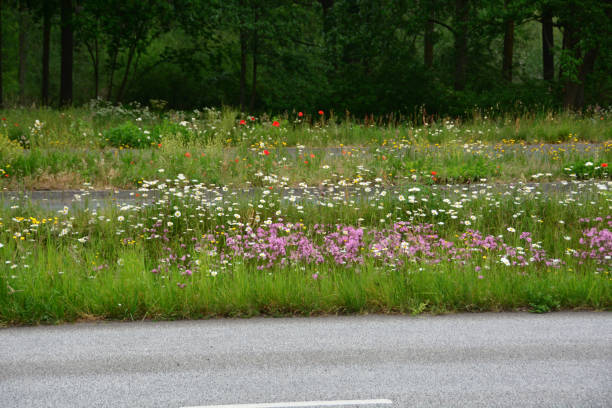 길가에 피어나는. - grass shoulder rural scene road wildflower 뉴스 사진 이미지
