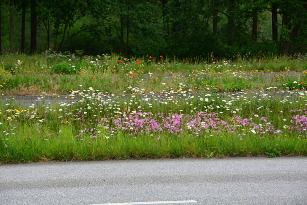 Blooming roadside. Roadverge: green strip with flowering wildflowers between a roadway and pavement.
Activate growth of wild plants and insects. grass shoulder stock pictures, royalty-free photos & images