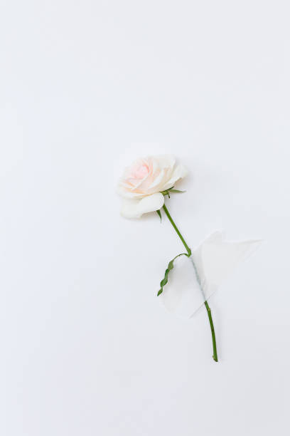istock One rose with scotch tape on the white wall. Creative flowers concept. 1223995645