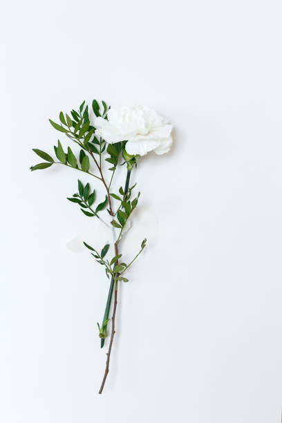 istock One white carnation attached to the wall with tape. Creative concept flower. 1223995663