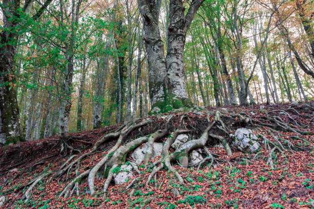 istock Tree roots above ground with branches and leaves in autumn colors in mountains 1223996896