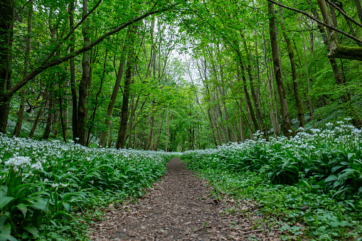 A woodland scene scattered with wild garlic