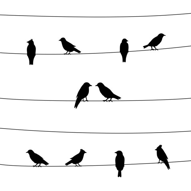 Silhouette of birds on wires A silhouette of birds on wires. Vector illustration. perching stock illustrations